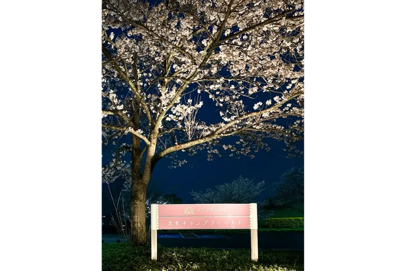 サンアメニティ北本キャンプフィールドの桜・花見情報_7
