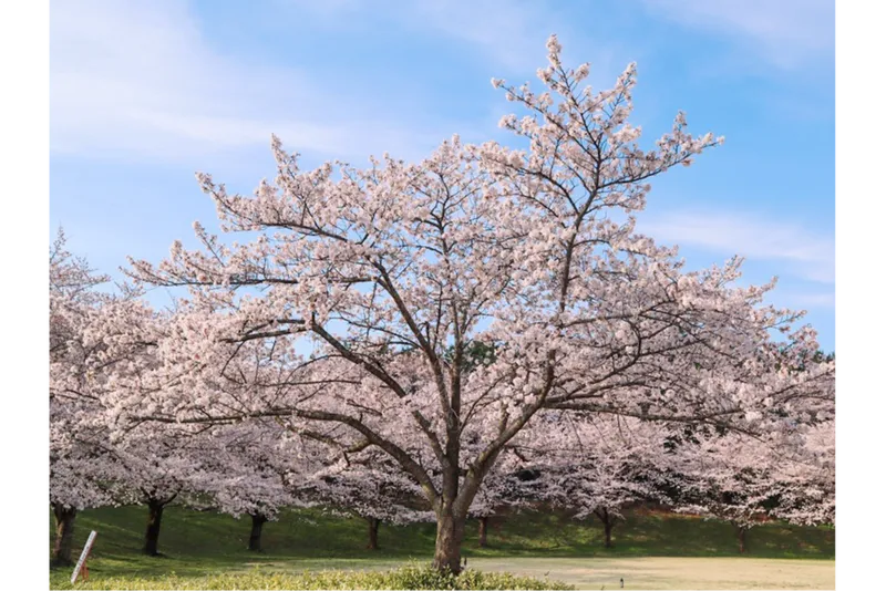サンアメニティ北本キャンプフィールドの桜・花見情報_8