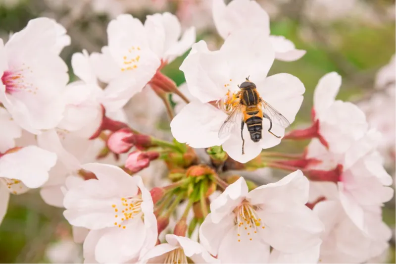 サンアメニティ北本キャンプフィールドの桜・花見情報_9