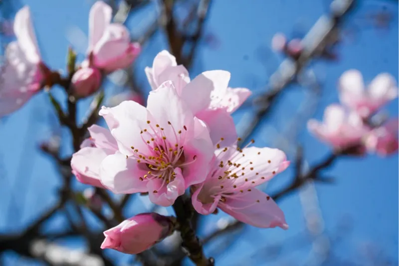 サンアメニティ北本キャンプフィールドの桜・花見情報_10
