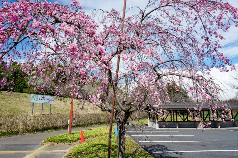 サンアメニティ北本キャンプフィールドの桜・花見情報_11
