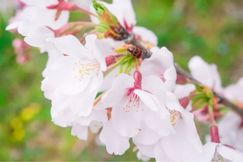 サンアメニティ北本キャンプフィールドの桜・花見情報_12