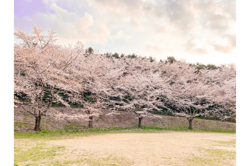 サンアメニティ北本キャンプフィールドの桜・花見情報_13
