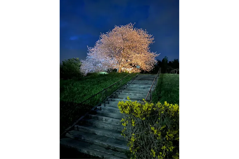 夜桜ライトアップ
