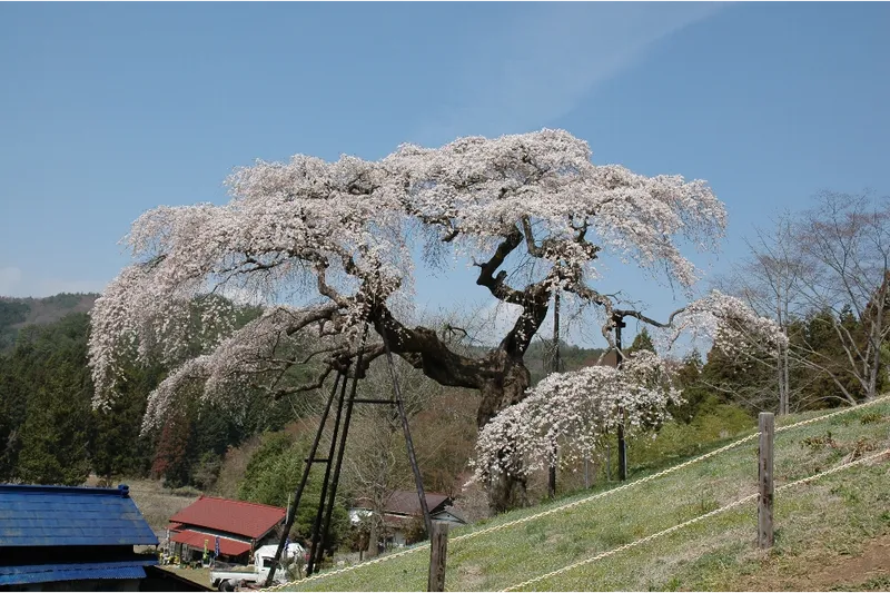 外大野の桜・花見情報_1