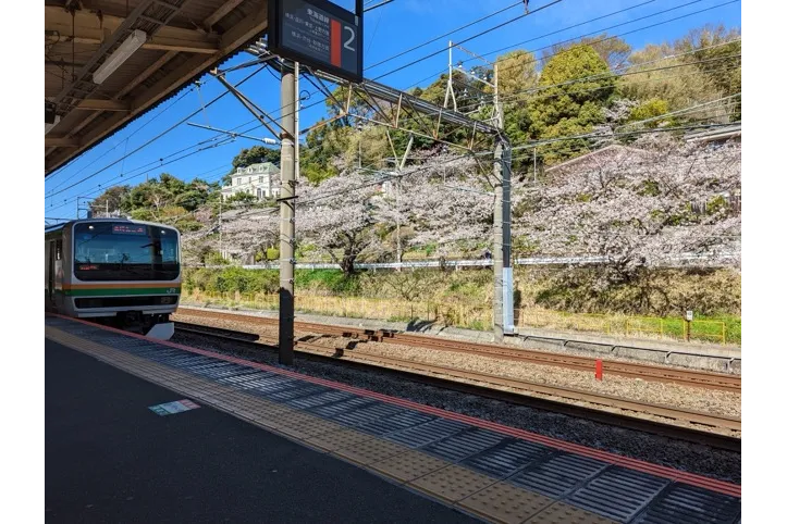 大磯駅（JR東日本）の桜・花見情報_1