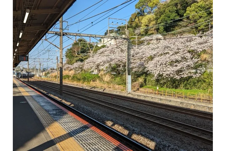 大磯駅（JR東日本）の桜・花見情報_2