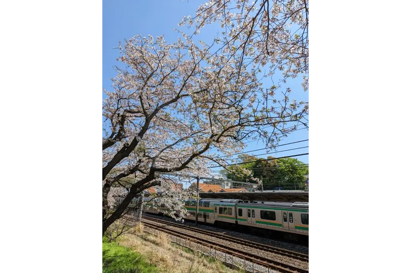 大磯駅（JR東日本）の桜・花見情報_3