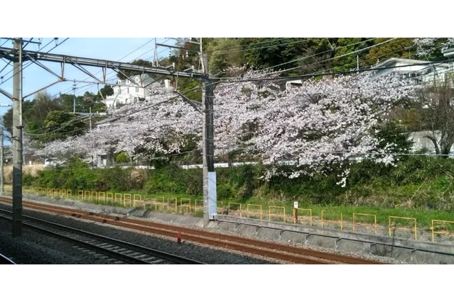 大磯駅（JR東日本）の桜・花見情報_4