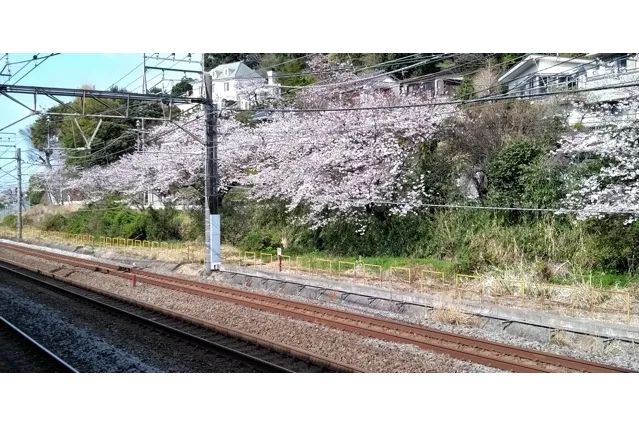 大磯駅（JR東日本）の桜・花見情報_5