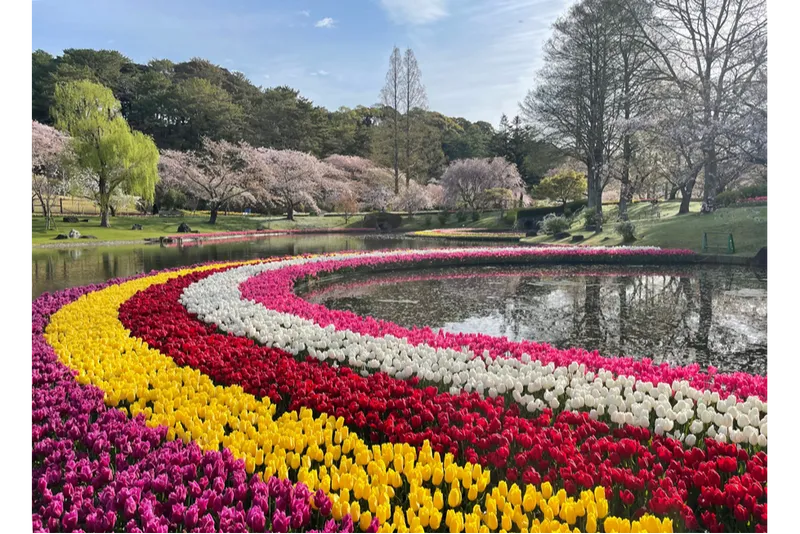はままつフラワーパークの桜・花見情報_1