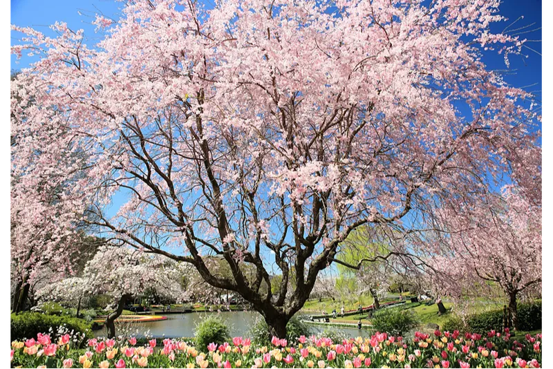 はままつフラワーパークの桜・花見情報_2