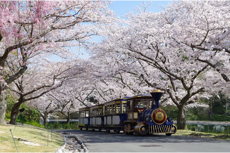 はままつフラワーパークの桜・花見情報_3