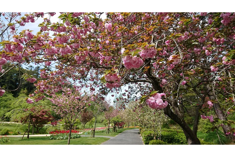 はままつフラワーパークの桜・花見情報_4