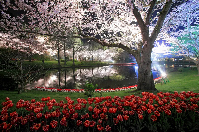 はままつフラワーパークの桜・花見情報_5