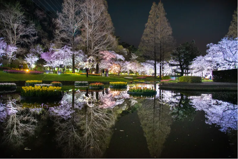 はままつフラワーパークの桜・花見情報_6
