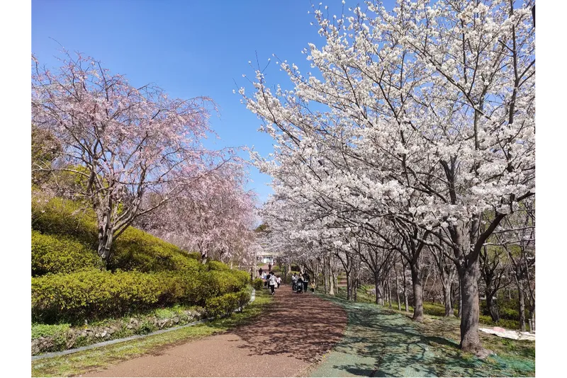 よこはま動物園ズーラシアの桜・花見情報_1