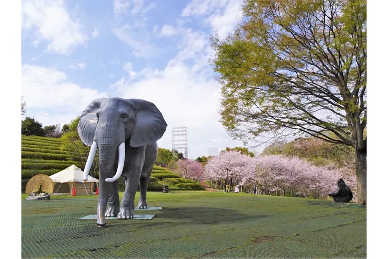 よこはま動物園ズーラシアの桜・花見情報_2