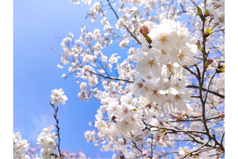 よこはま動物園ズーラシアの桜・花見情報_3