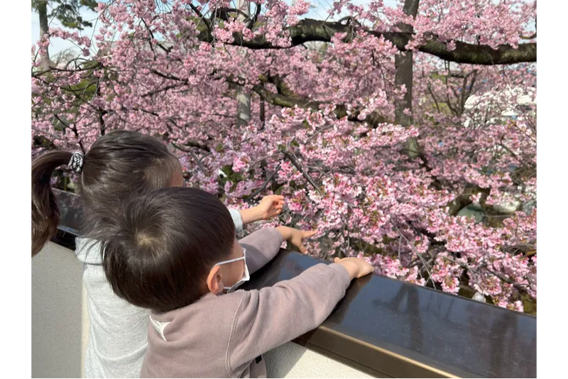 川口　安行　密蔵院の桜・花見情報_1