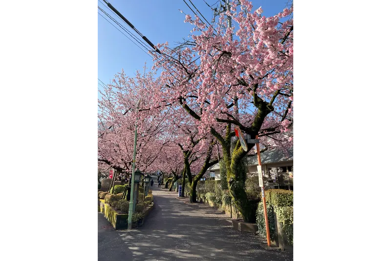川口　安行　密蔵院の桜・花見情報_2