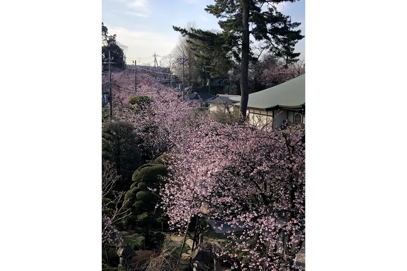川口　安行　密蔵院の桜・花見情報_3