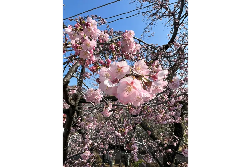 川口　安行　密蔵院の桜・花見情報_4