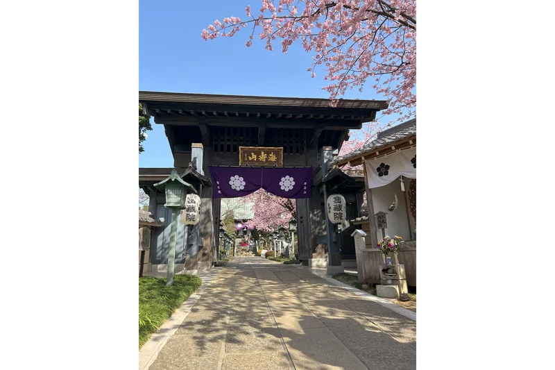 川口　安行　密蔵院の桜・花見情報_5