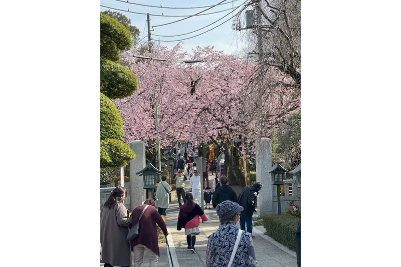 川口　安行　密蔵院の桜・花見情報_6