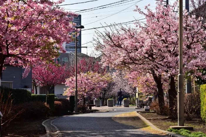 満開の桜