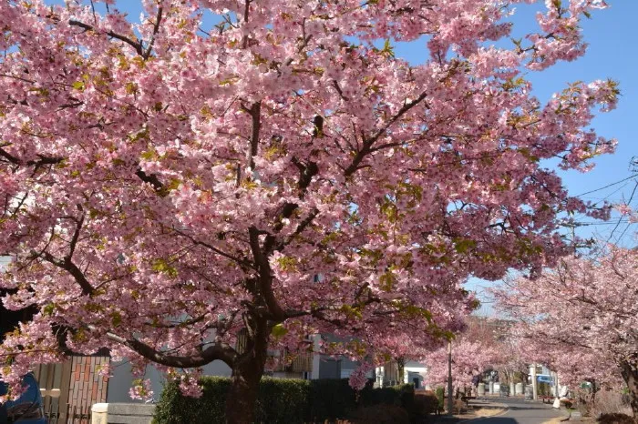 満開の桜