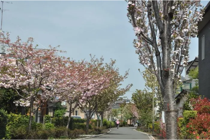 遅咲きの天の川(右）