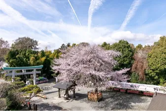良縁桜（高さ20ｍ）