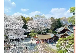 出雲大社相模分祠 桜咲く境内