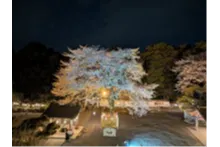 夜桜ライトアップ
