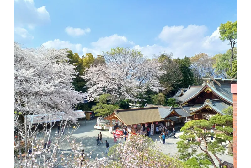 3境内ソメイヨシノ