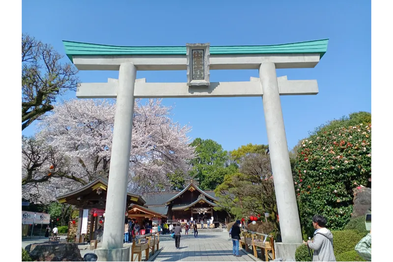 7鳥居とソメイヨシノ