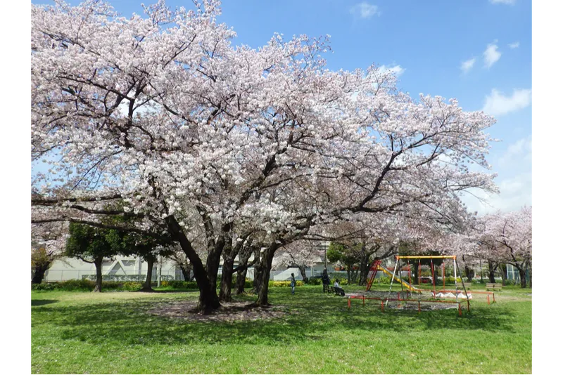 東白鬚公園の桜・花見情報_1