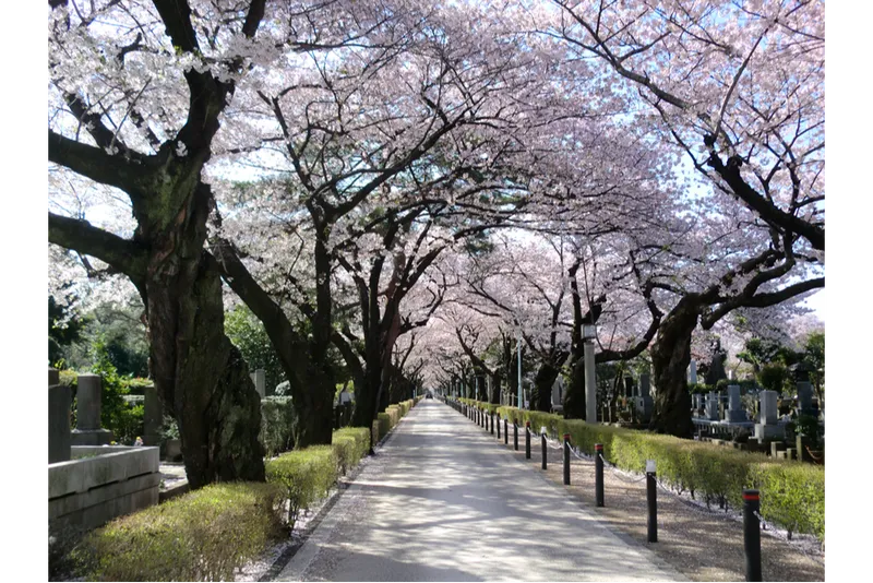 青山霊園の桜・花見情報_1