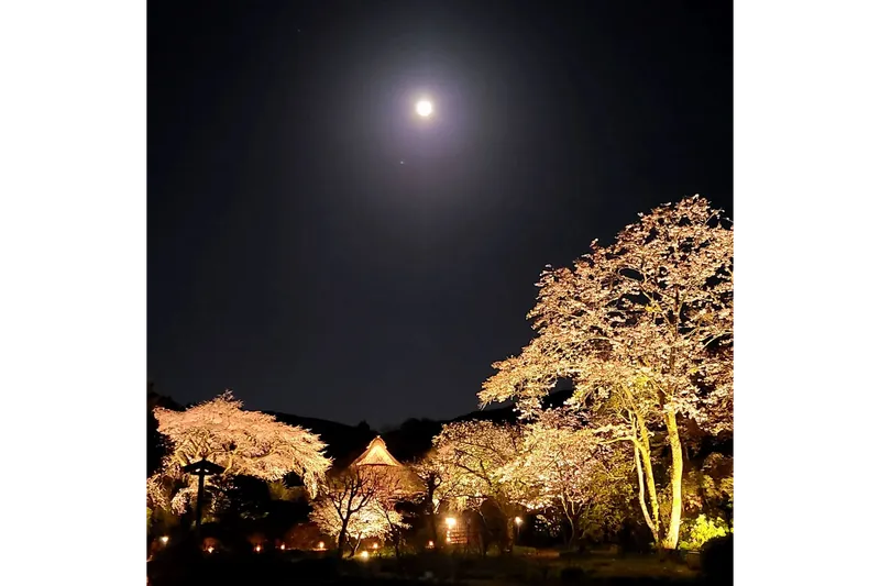 秩父宮記念公園の桜・花見情報_1