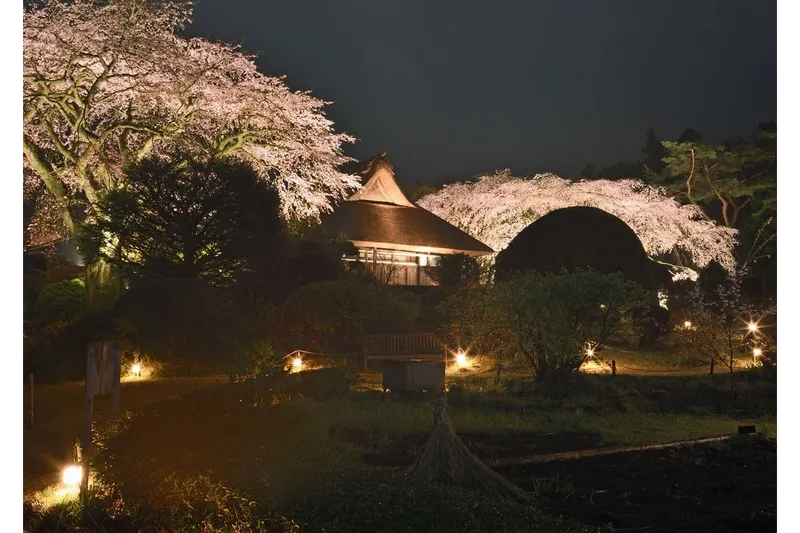 秩父宮記念公園の桜・花見情報_2