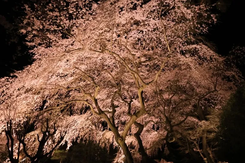 秩父宮記念公園の桜・花見情報_3