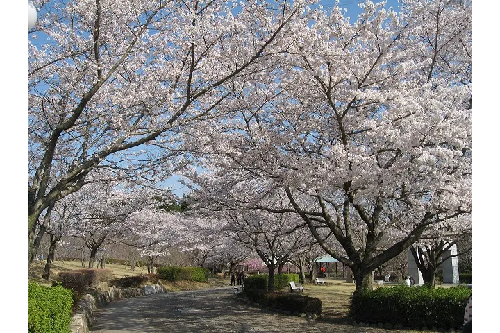 常陸風土記の丘の桜・花見情報_1