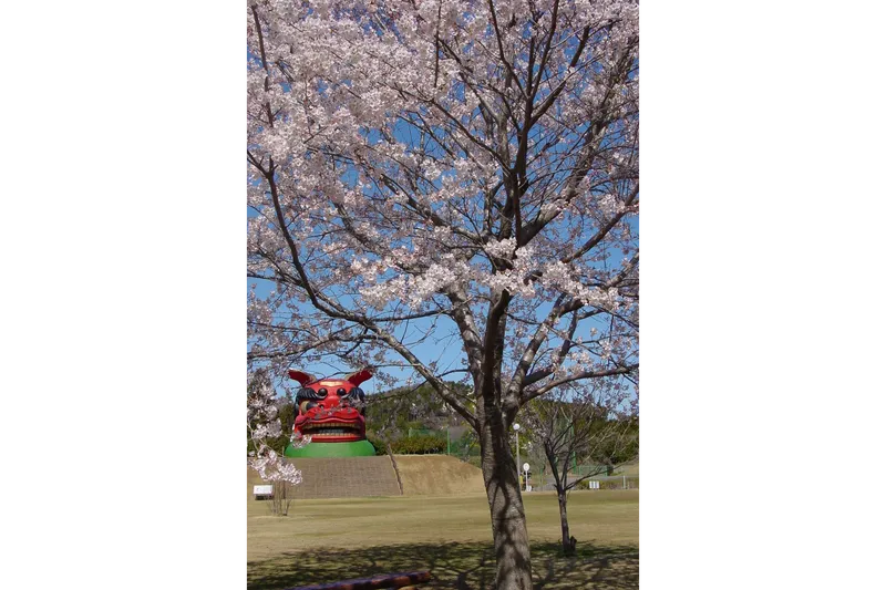 常陸風土記の丘の桜・花見情報_2