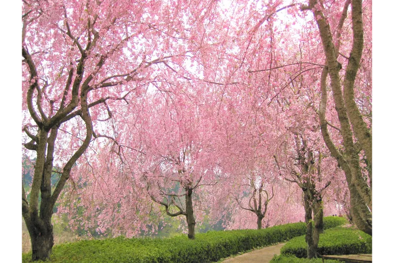 常陸風土記の丘の桜・花見情報_3