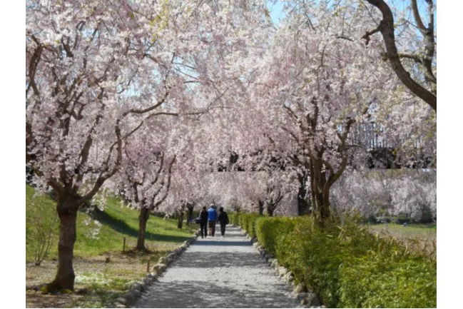 常陸風土記の丘の桜・花見情報_4
