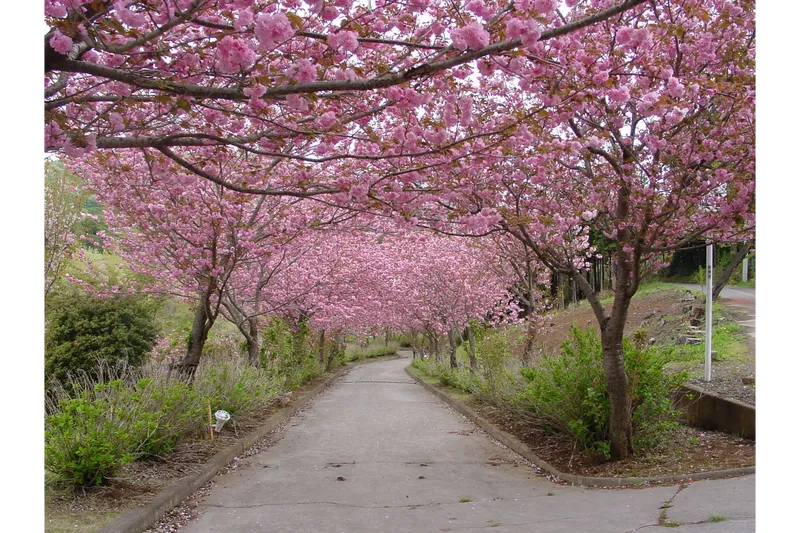 常陸風土記の丘の桜・花見情報_5