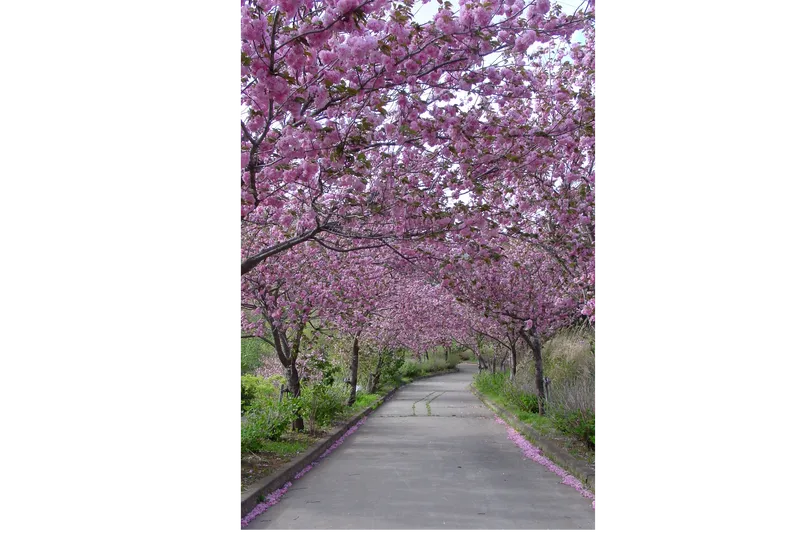 常陸風土記の丘の桜・花見情報_6