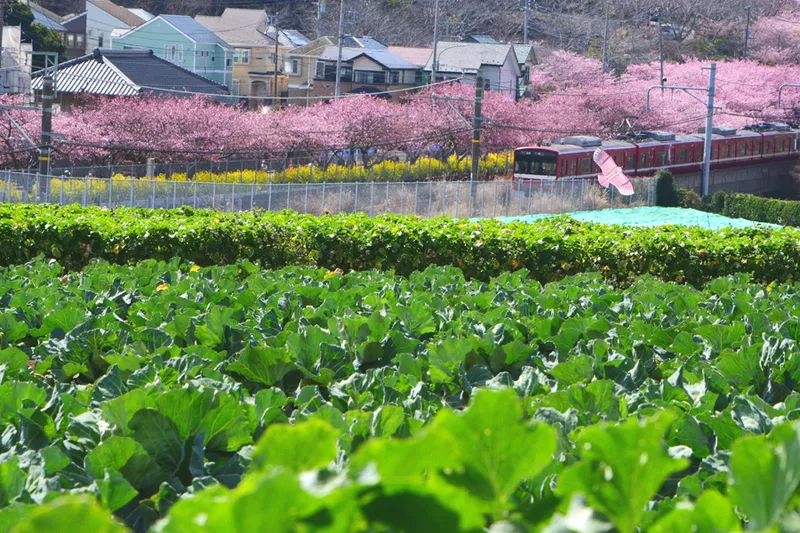【佳作】 春の訪れ