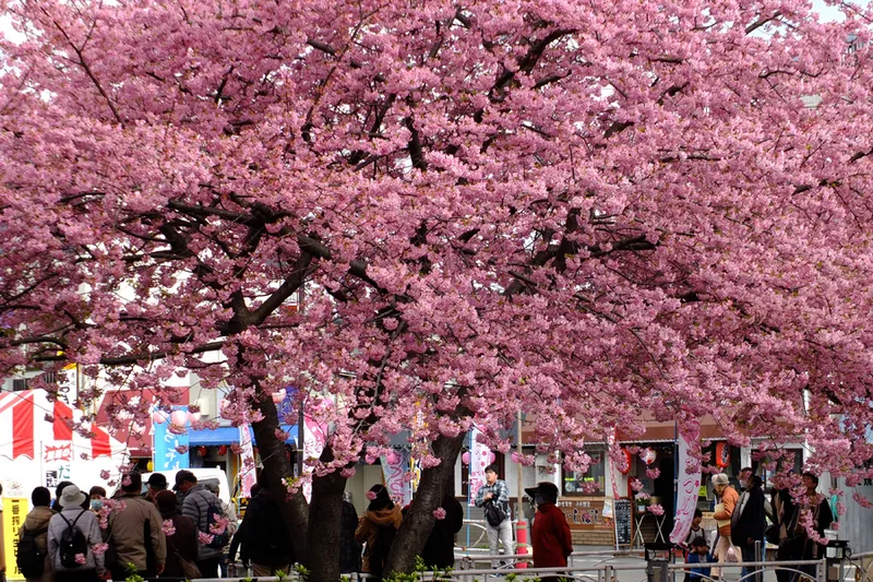 三浦海岸賞　お花見